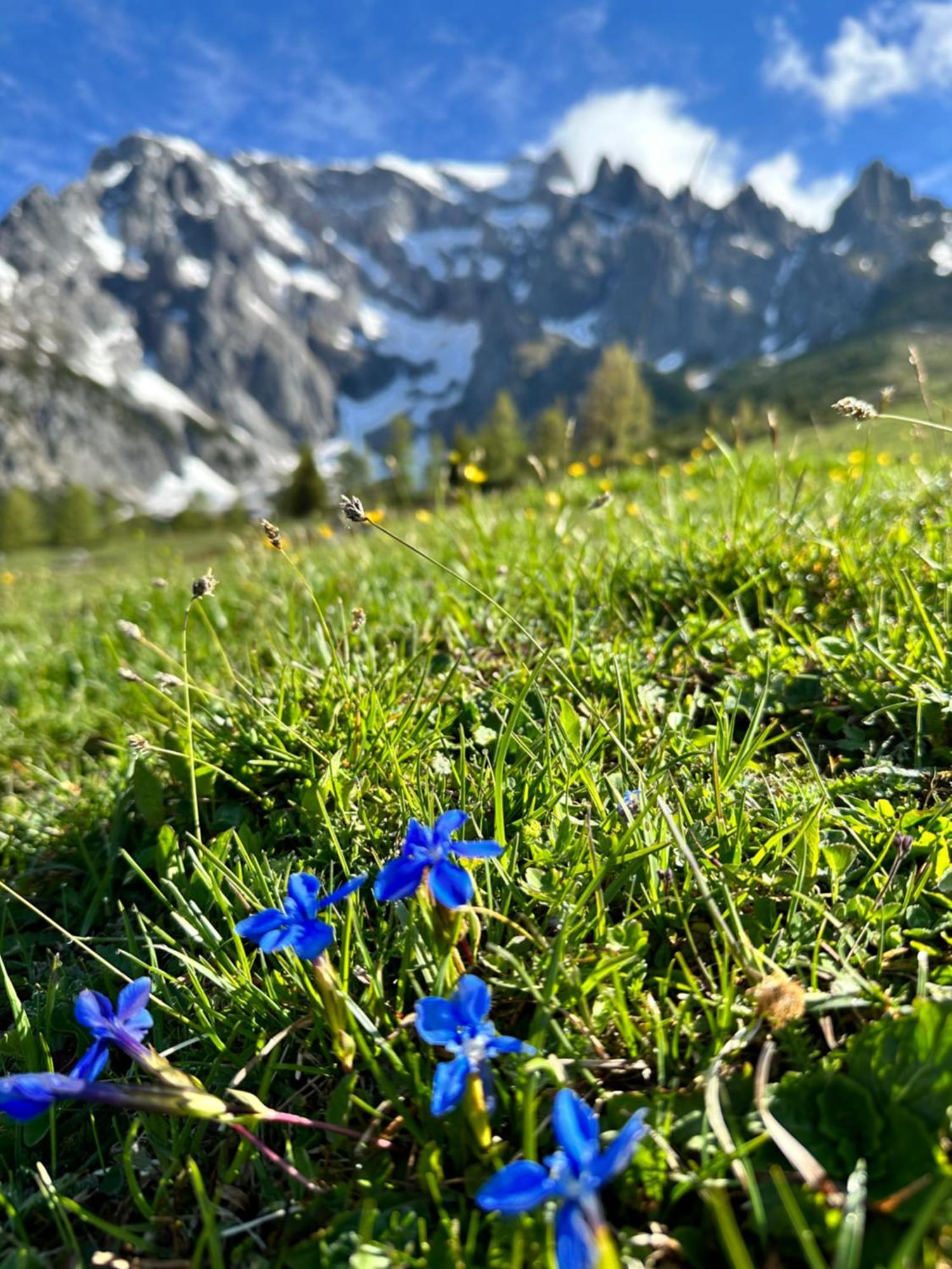 Apart Ursus Hinterthal Maria Alm am Steinernen Meer Exterior foto